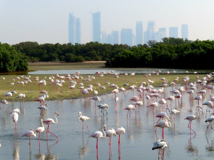 flamingos in dubai