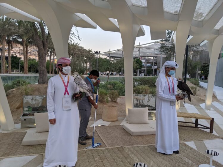 falconry at uae pavilion