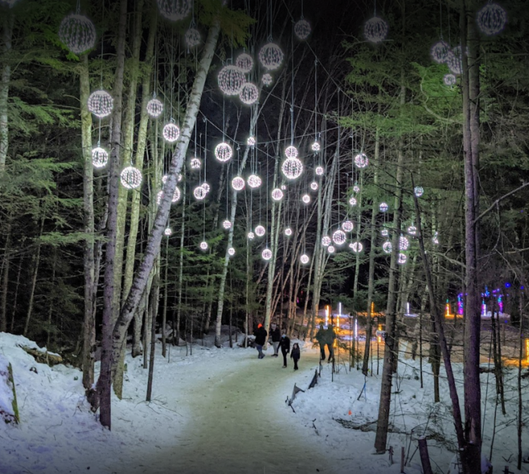 forest trail at night