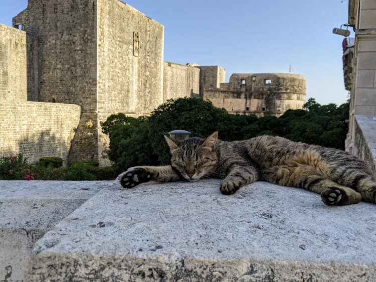 cat resting in dubrovnik