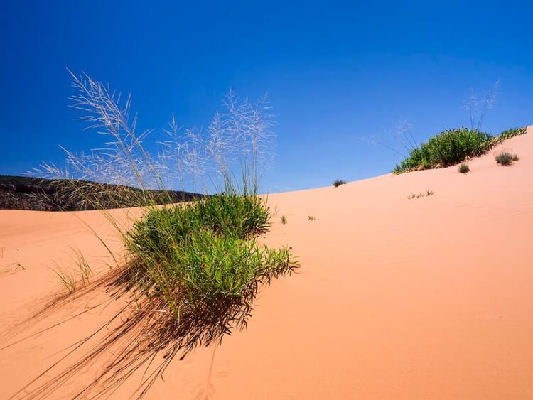 coral pink sand dunes state park